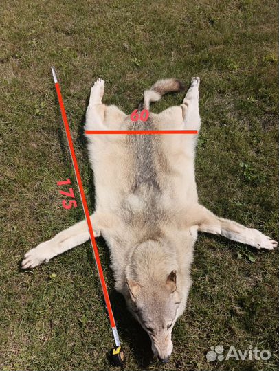 Шкура волка