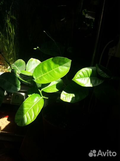 Лимон с плодами и апельсин