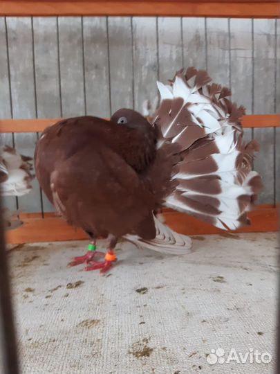 Голуби павлины ленточные