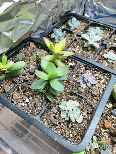 Суккуленты