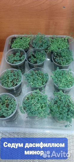 Седум дасифиллум минор