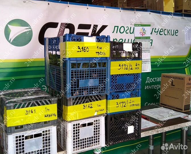 Сибирский кедр. Саженцы