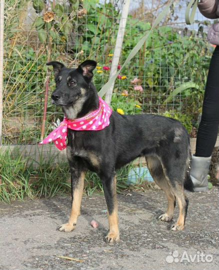 Молодая собака Рукка