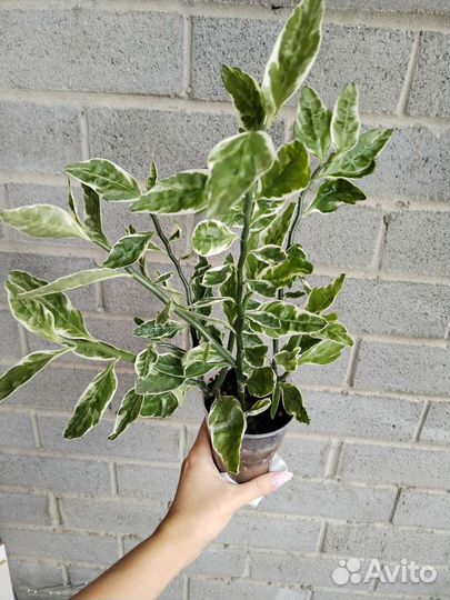 Педилантус