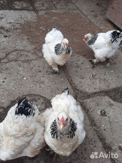 Инкубационное яйцо породистых кур