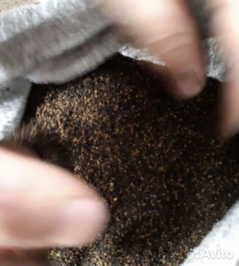 Продам семена люцерны сорта,Вега