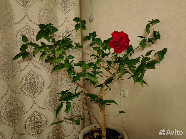 Гибискус махровый