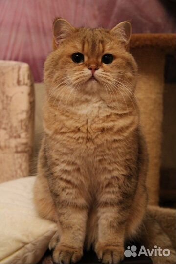 Шотландские фолд и страйт в добрые руки