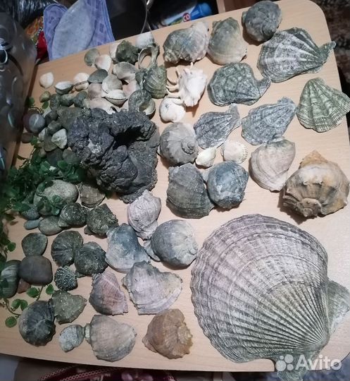 Ракушки для аквариума