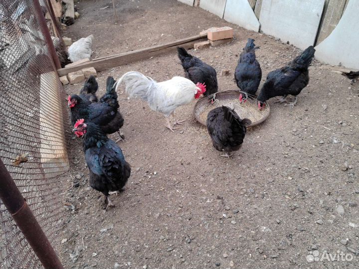 Петух. чёрные куры