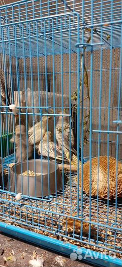 Птенцы корелл