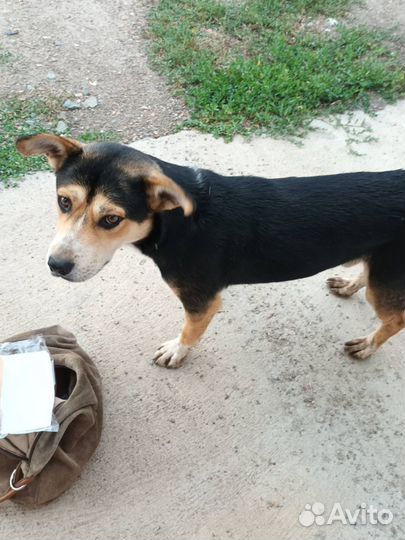 Собака супер охранник