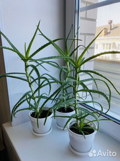 Алоэ столетник