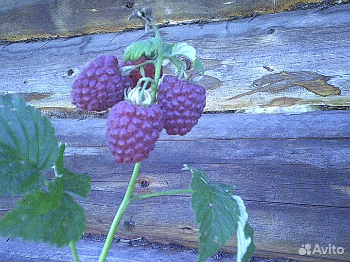 Саженцы крыжовника