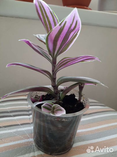 Традесканция розовая