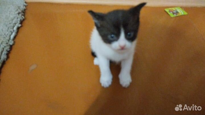 Котенок кошечка