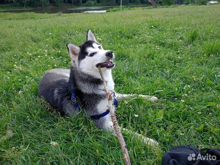 Хаски в добрые руки