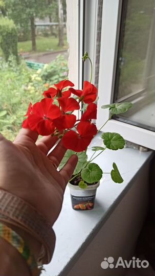 Пеларгония зональная Брайт Дей красная