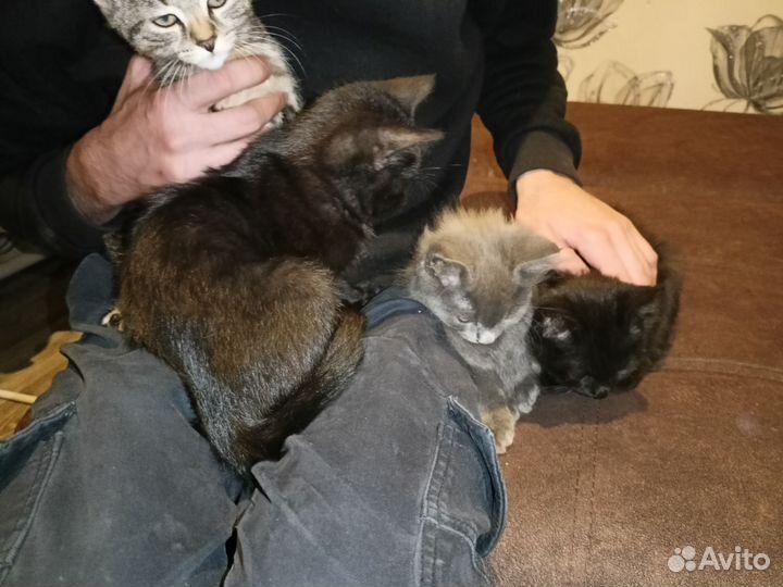 Котята в добрые руки мальчики