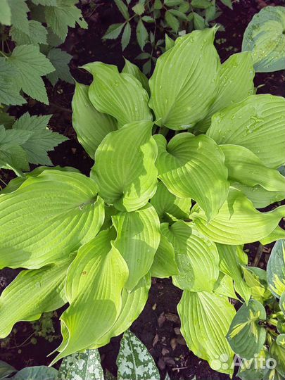 Хосты сортовые