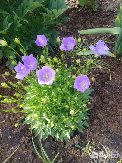 Колокольчики