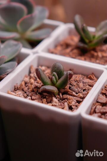 Крассула Конволюта