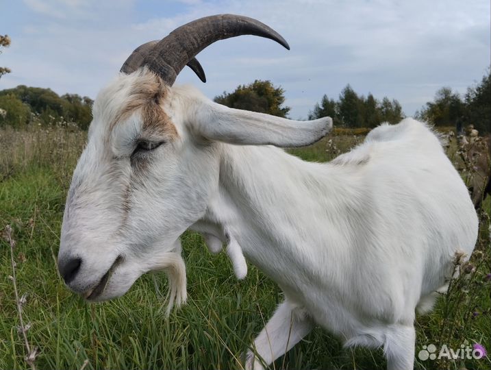 Коза дойная