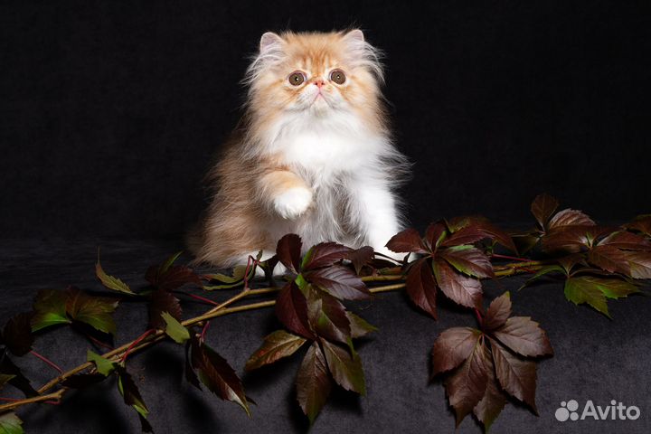 Персидский котик
