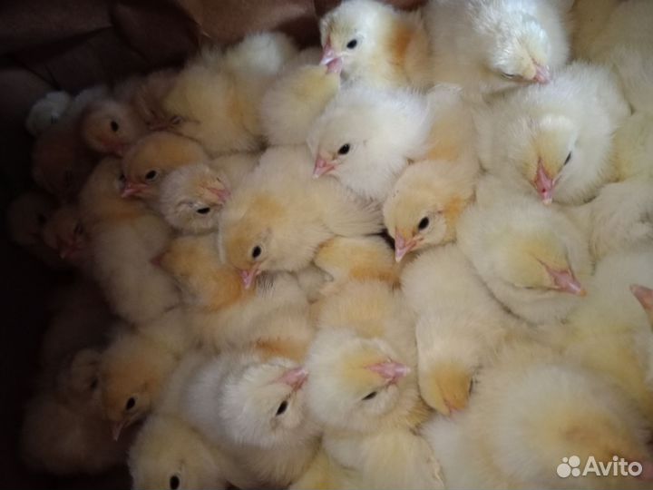 Цыплята