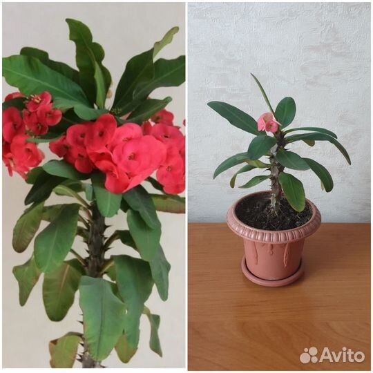 Комнатные растения