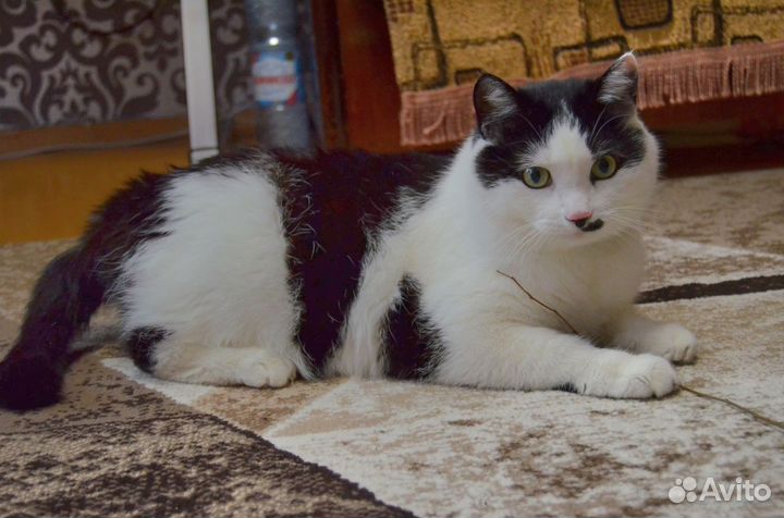 Потерялся кот в Берёзовке Помогите найти