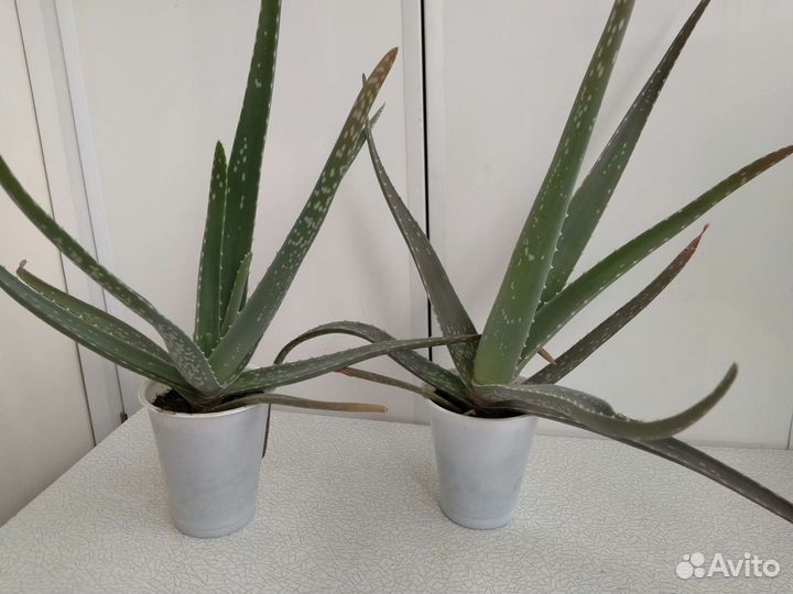 Алоэ, каланхоэ, золотой ус