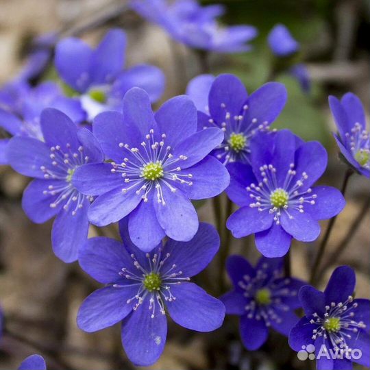 Печеночница