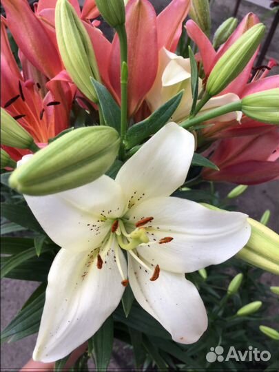 Лилии белые луковицы