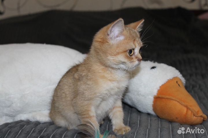 Шотландские золотые котята