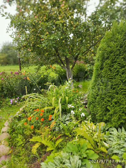 Участок 50 сот. (ИЖС)