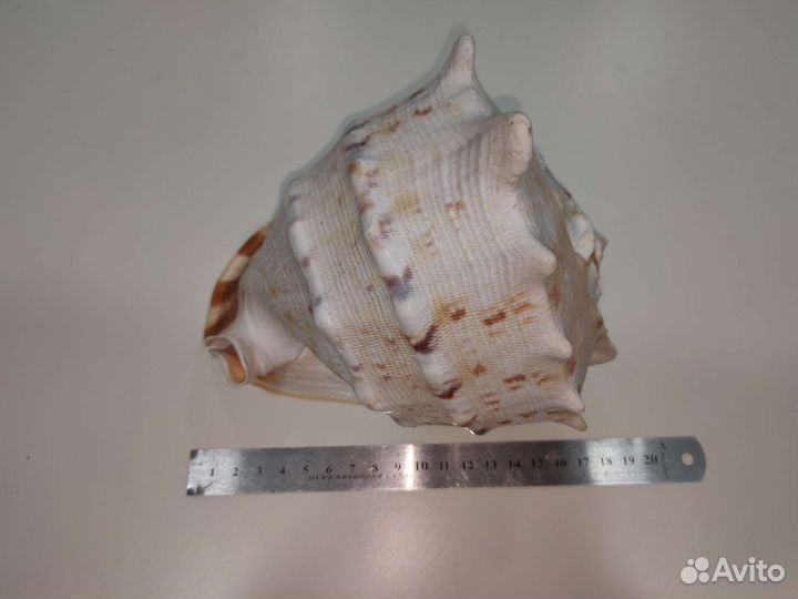 Ракушка морская большая