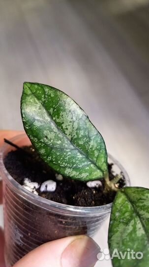 Хойи красивые редкие