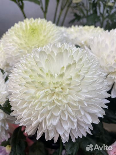 Альстромерия на букет