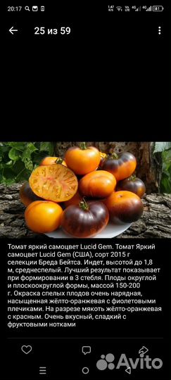 Рассада томатов (помидор)