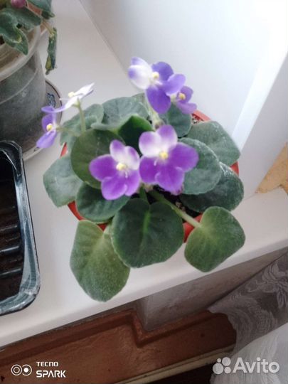 Домашние цветы