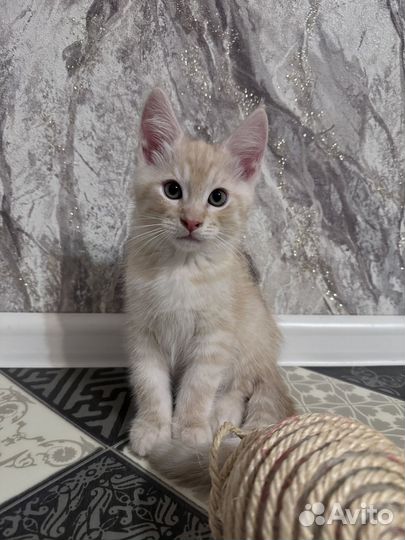 Котята мейн-кун