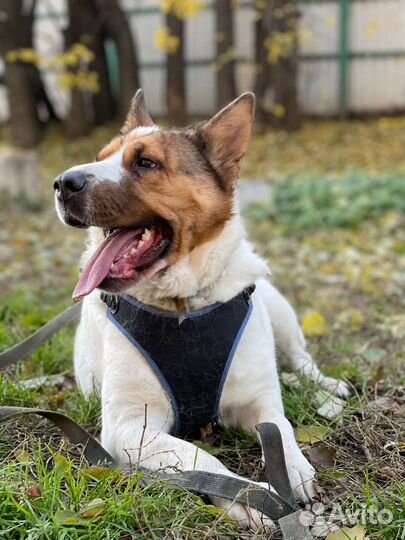 Ласковая девочка