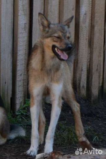 Собаки в добрые руки