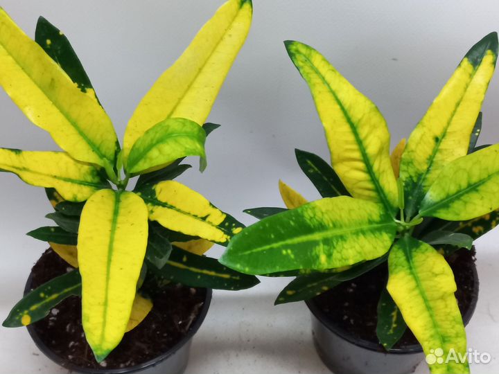 Кротон sunny стар