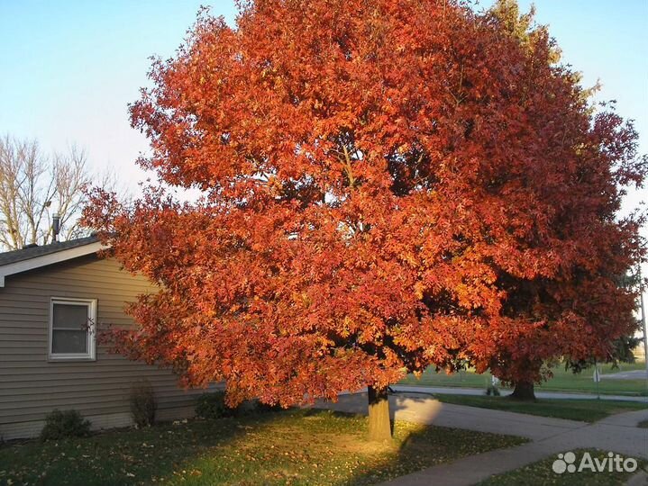 Саженцы болотного дуба (Quercus palustris)