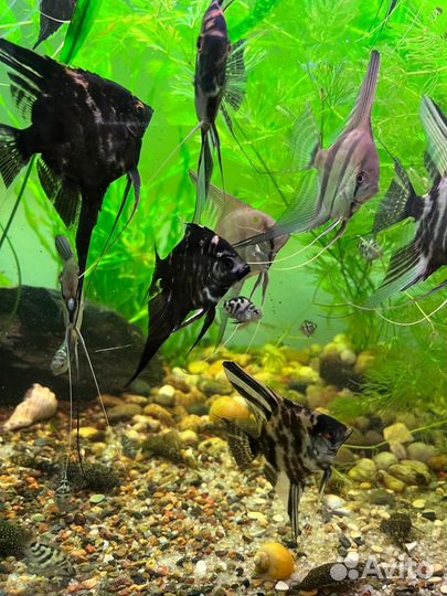 Аквариумные рыбки Скалярии