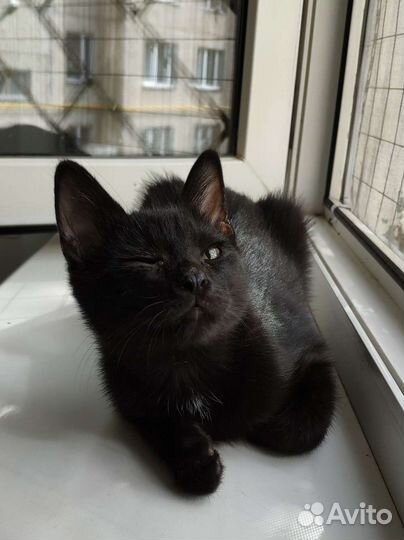 Котенок в добрые руки