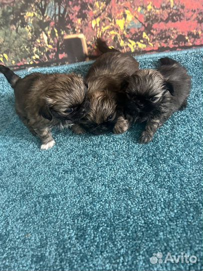 Щенки пекинеса