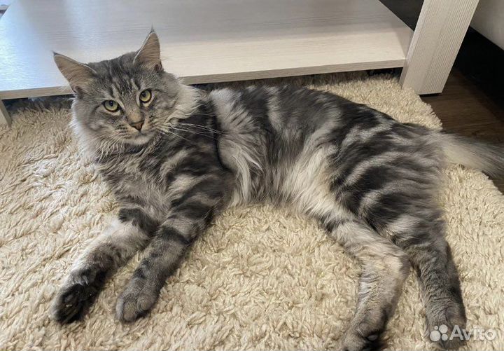 Отдам кота в добрые руки